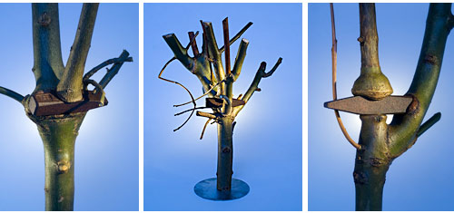 Skulpturen für die ArtAktien: Eschenzweige mit eingewachsenen Hammerköpfen